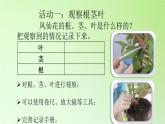 人教版鄂教版科学三年级下册第二单元6.《根 茎 叶》教学设计+学案+课件