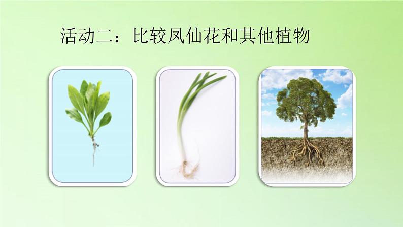 人教版鄂教版科学三年级下册第二单元6.《根 茎 叶》教学设计+学案+课件06