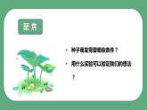 第一节 种子发芽实验（课件）-教科版五年级科学下册