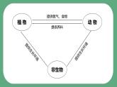 第七节 设计和制作生态瓶（课件）-教科版五年级科学下册