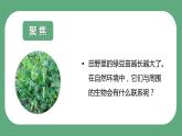 第六节+食物链和食物网（课件）-教科版五年级科学下册