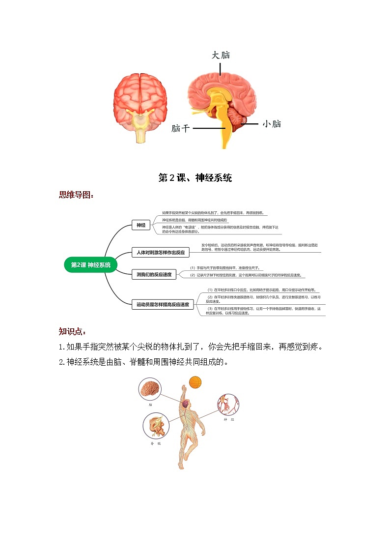 2022-2023学年青岛版科学五年级下册单元复习讲义：第一单元 心和脑（知识点清单）02