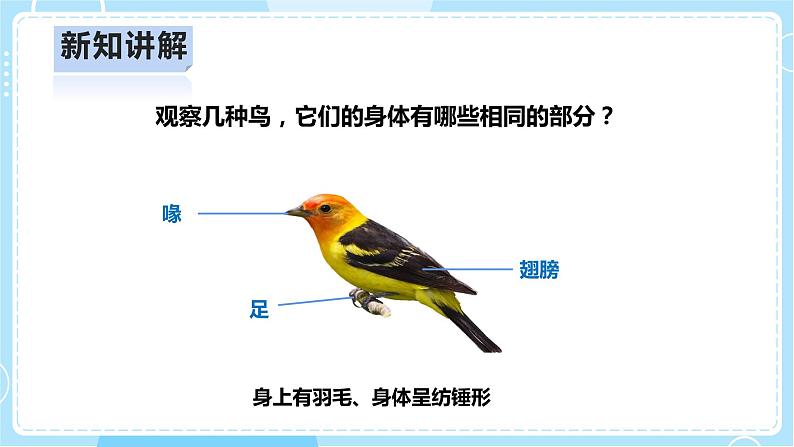 【人教鄂教版】四上科学 1.1《鸟和哺乳动物》（课件+教案+练习）08