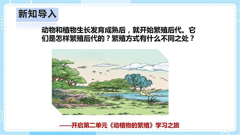 【人教鄂教版】四上科学 2.4《动物的繁殖》（课件+教案+练习）03