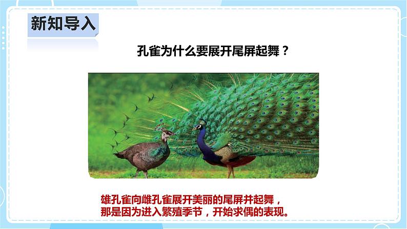 【人教鄂教版】四上科学 2.4《动物的繁殖》（课件+教案+练习）05