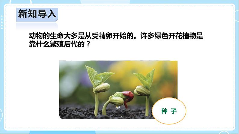 【人教鄂教版】四上科学 2.5《用种子繁殖》（课件+教案+练习）03