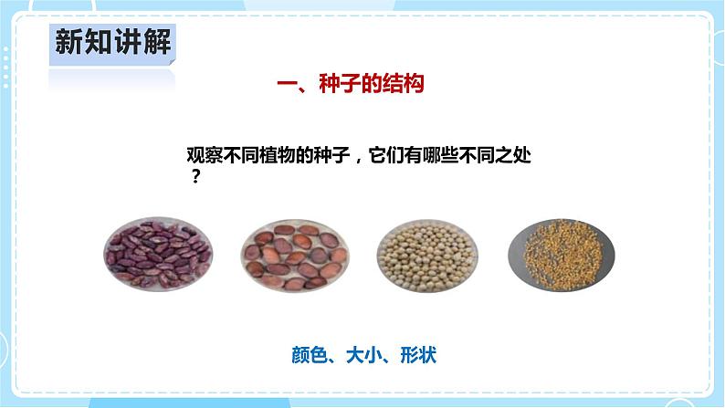 【人教鄂教版】四上科学 2.5《用种子繁殖》（课件+教案+练习）05