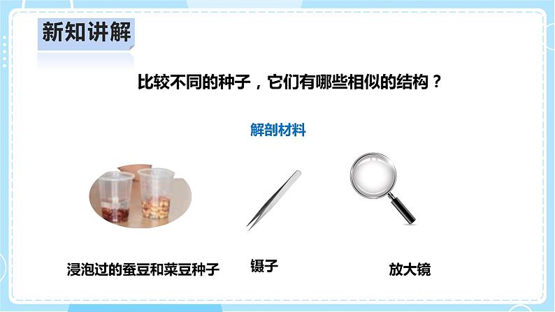 【人教鄂教版】四上科学 2.5《用种子繁殖》（课件+教案+练习）06