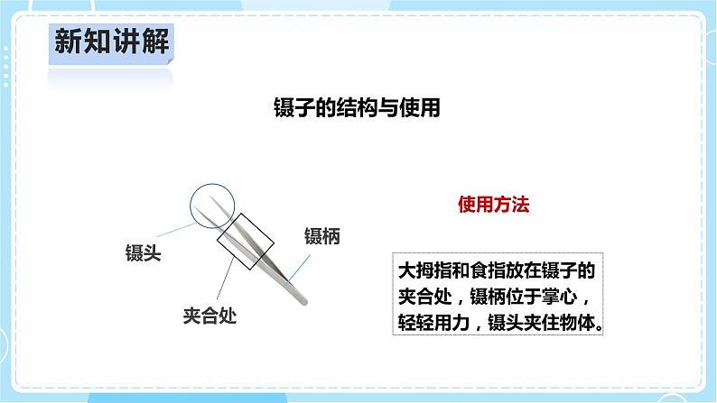 【人教鄂教版】四上科学 2.5《用种子繁殖》（课件+教案+练习）07