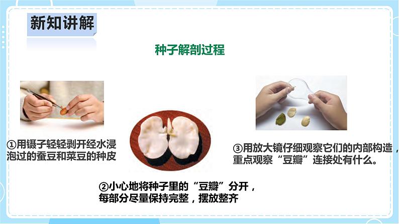 【人教鄂教版】四上科学 2.5《用种子繁殖》（课件+教案+练习）08