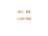 [蘇教版四年級(jí)下冊(cè)科學(xué)4.12用種子繁殖（課件）