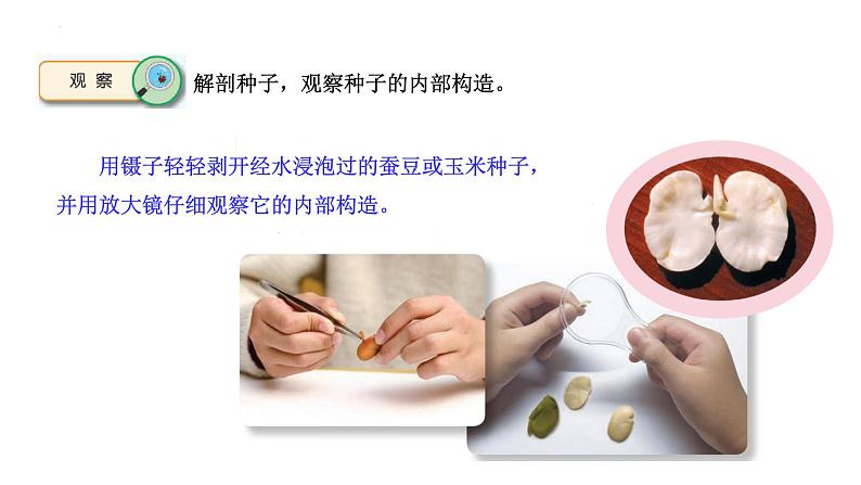 [苏教版四年级下册科学4.12用种子繁殖（课件）02