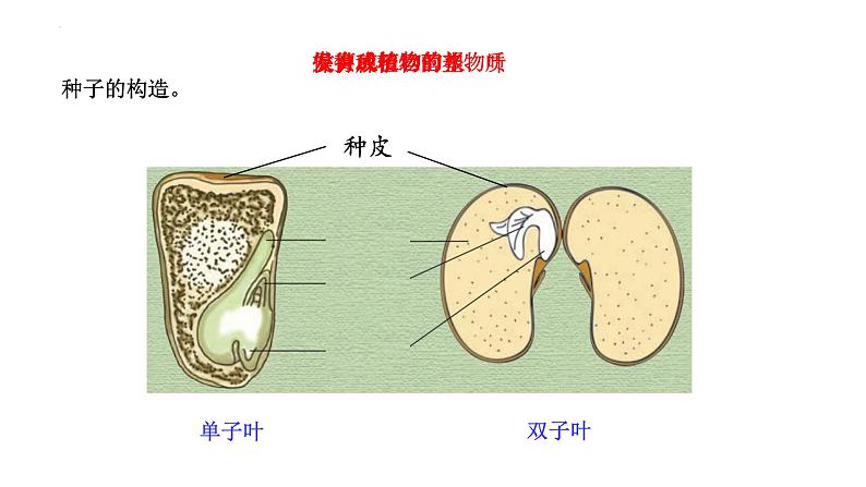 [苏教版四年级下册科学4.12用种子繁殖（课件）04