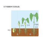 [蘇教版四年級(jí)下冊(cè)科學(xué)4.12用種子繁殖（課件）