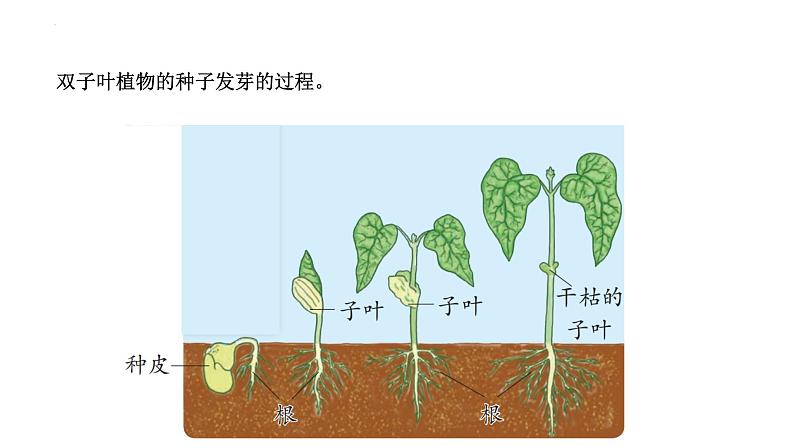 [苏教版四年级下册科学4.12用种子繁殖（课件）05