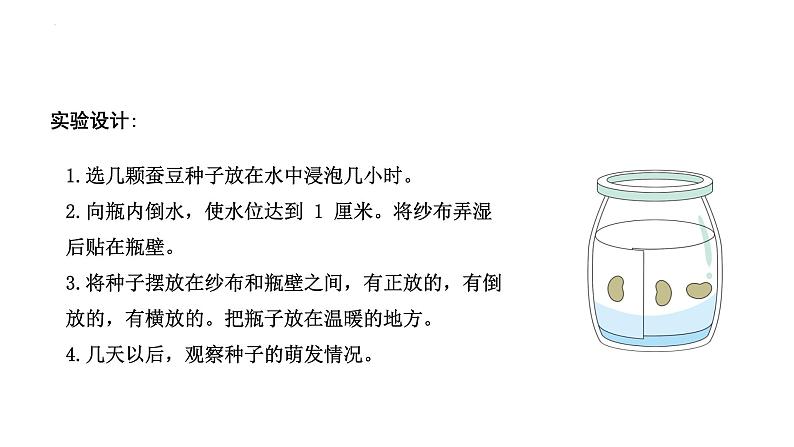 [苏教版四年级下册科学4.12用种子繁殖（课件）07