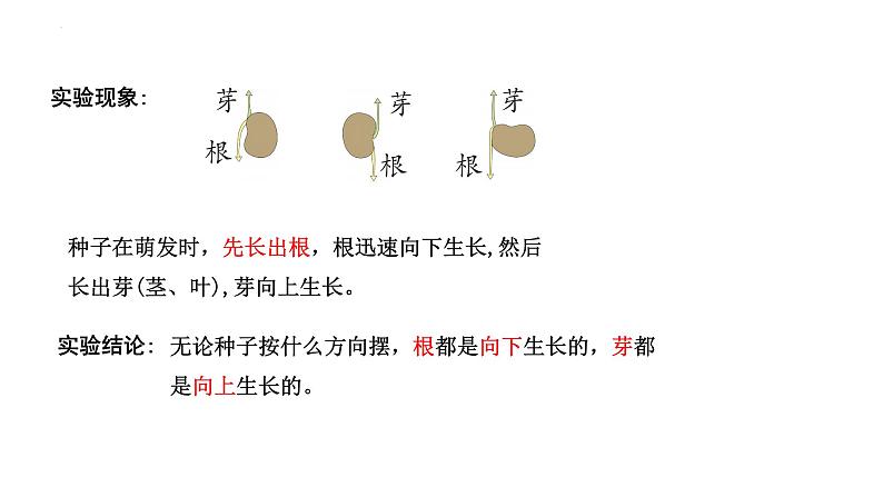 [苏教版四年级下册科学4.12用种子繁殖（课件）08