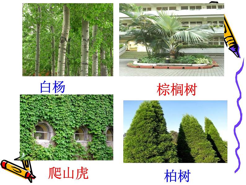 3.观察校园里的植物_PPT课件1第3页