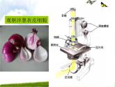 大象版六年级上册科学1.1《显微镜下的细胞》教学课件