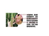 大象版六年级上册科学4.3《植物的遗传和变异》教学课件