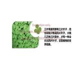 大象版六年级上册科学4.3《植物的遗传和变异》教学课件