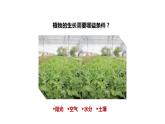 大象版六年级上册科学5.16《走进植物工厂》课件