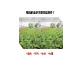 大象版六年级上册科学5.16《走进植物工厂》课件