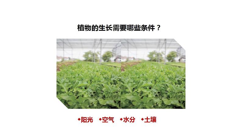 大象版六年级上册科学5.16《走进植物工厂》课件03