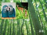 二年級(jí)教科版上冊(cè)科學(xué)1.地球家園中有什么教學(xué)課件