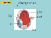 新青岛版六三学制六年级科学下册 1 视觉（课件）