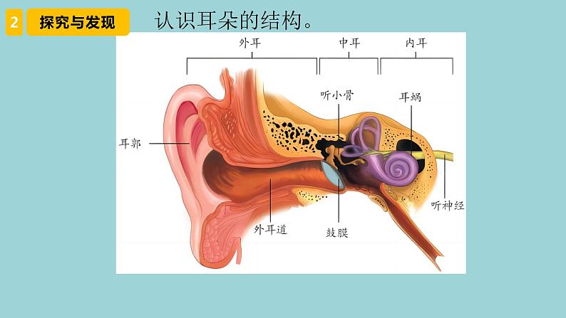 新青岛版六三学制六年级科学下册 3 听觉（课件）05