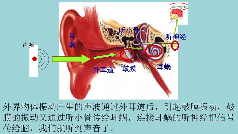 新青岛版六三学制六年级科学下册 3 听觉（课件）08