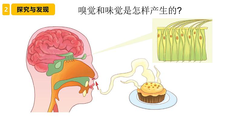 新青岛版六三学制六年级科学下册 4 嗅觉和味觉（课件）05