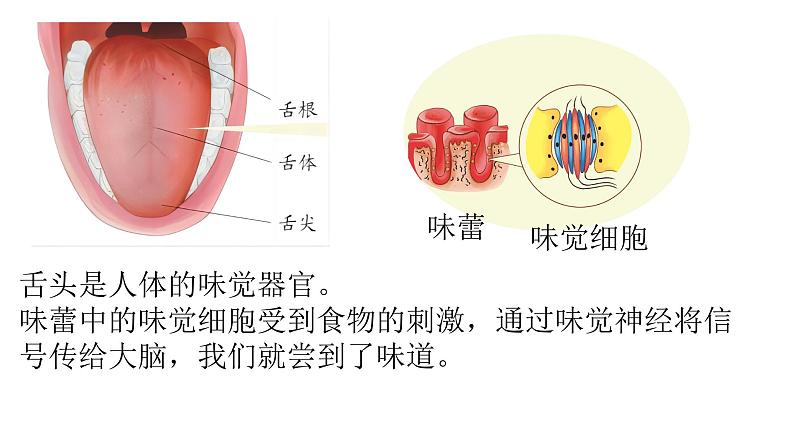 新青岛版六三学制六年级科学下册 4 嗅觉和味觉（课件）07