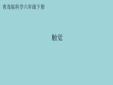 新青島版六三學制六年級科學下冊 5 觸覺（課件）