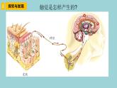 新青岛版六三学制六年级科学下册 5 触觉（课件）