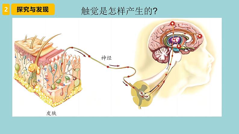 新青岛版六三学制六年级科学下册 5 触觉（课件）05