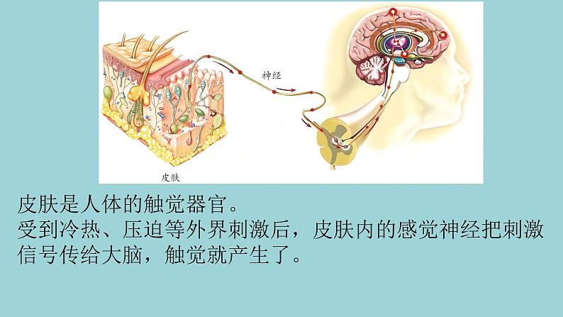 新青岛版六三学制六年级科学下册 5 触觉（课件）06