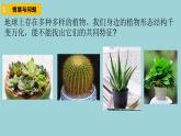 新青岛版六三学制六年级科学下册 6 给植物分类（课件）