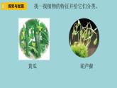 新青岛版六三学制六年级科学下册 6 给植物分类（课件）