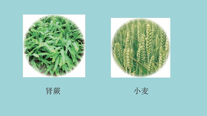 给植物分类第6页