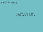 新青島版六三學制六年級科學下冊 7 動物行為與環(huán)境變化（課件）