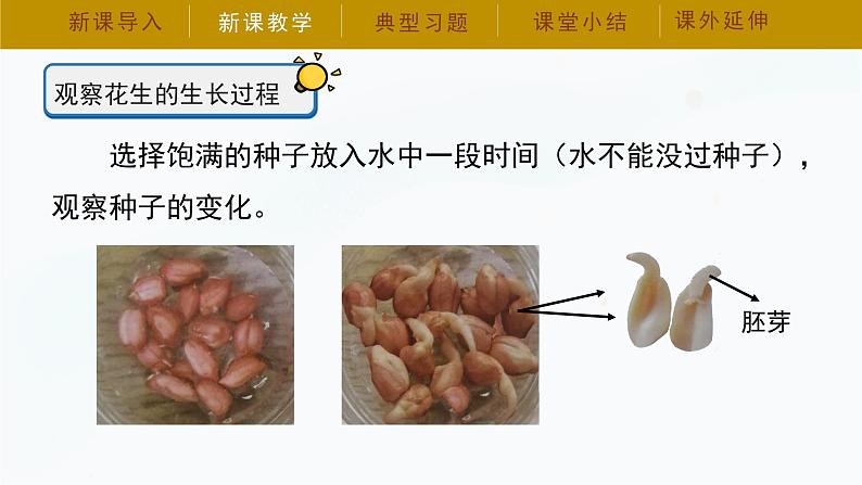 冀人版四年级下册科学7《植物的一生》教学课件08