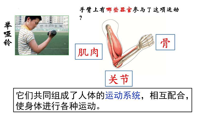 教科版五年级上册科学《身体的运动》教学课件02