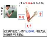 教科版五年级上册科学《身体的运动》教学课件