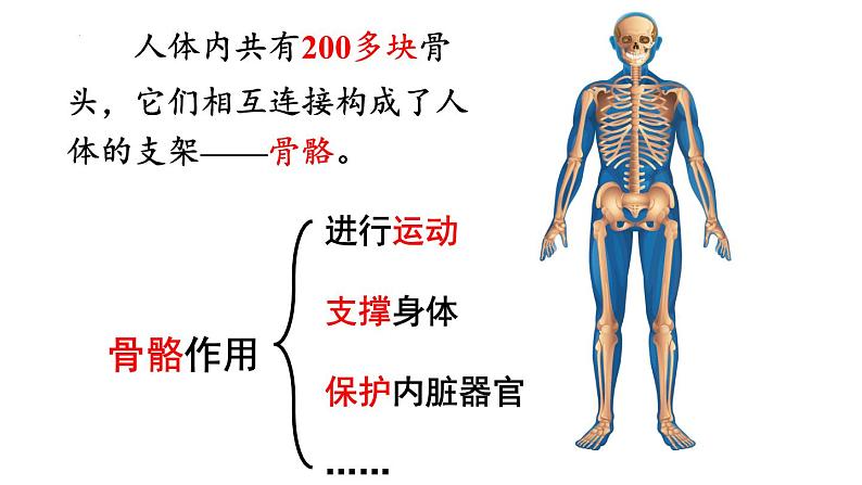 教科版五年级上册科学《身体的运动》教学课件03