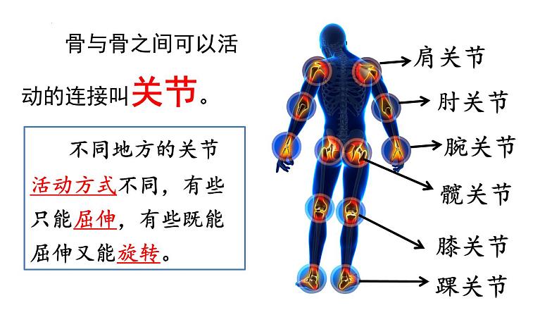 教科版五年级上册科学《身体的运动》教学课件04