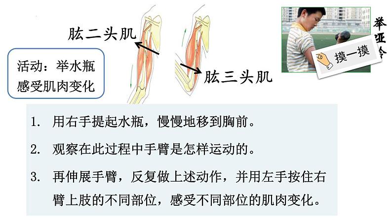 教科版五年级上册科学《身体的运动》教学课件06