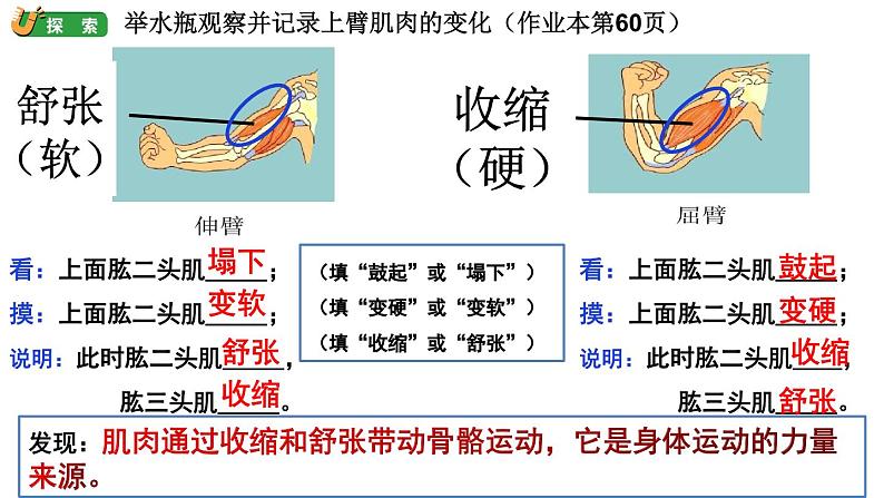 教科版五年级上册科学《身体的运动》教学课件07