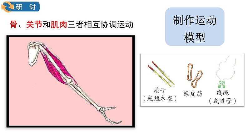 教科版五年级上册科学《身体的运动》教学课件08